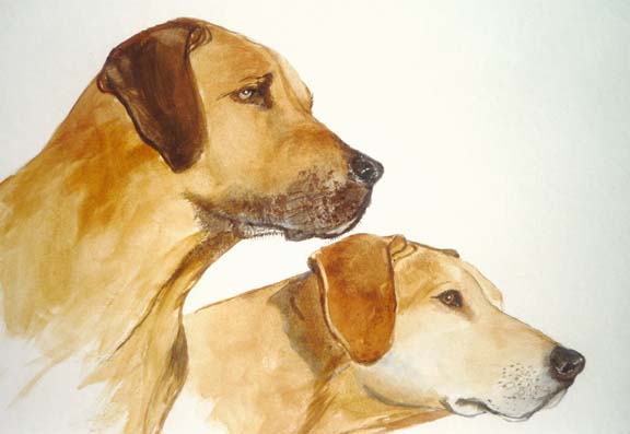 Pet portraits in watercolor by Augusto Argandona