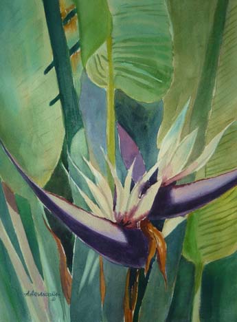 Botanical Giclee Prints by Augusto Argandona